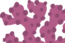 coral-purple