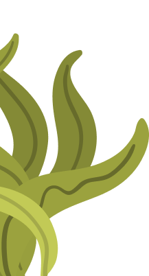 plant-green plant