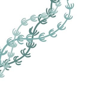 top-seaweed